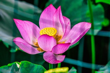 _DSC6786