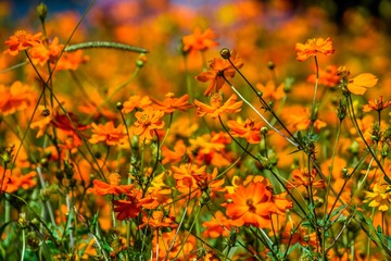 _DSC5106
