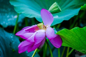 _DSC8627