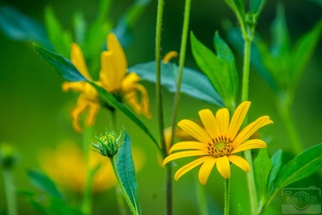 _DSC8074
