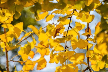 _DSC5528