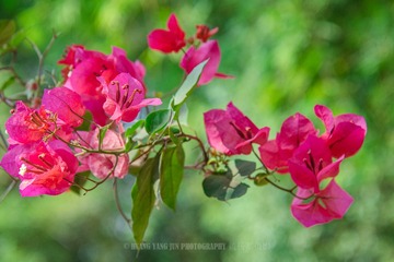 _DSC0754