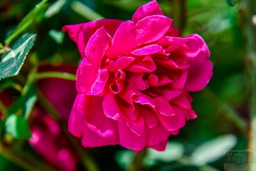 _DSC9601