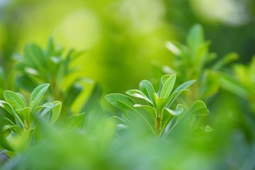 _DSC4987