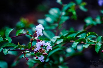 _DSC7602