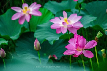 _DSC4427