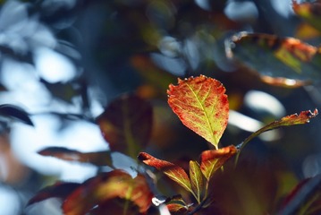 _DSC2422