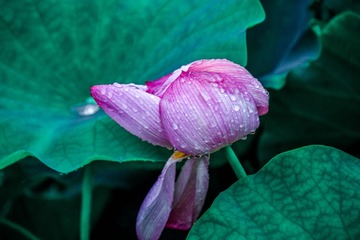 _DSC6610
