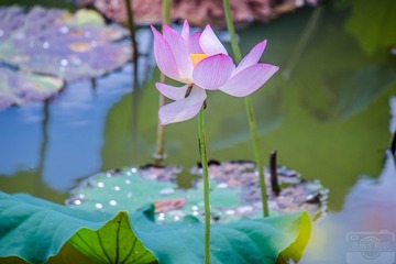 _DSC76153