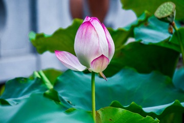 _DSC5246