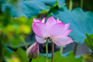 _DSC7657