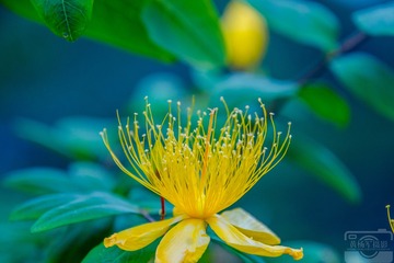 _DSC6947