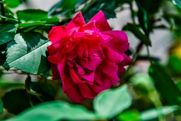 _DSC9610