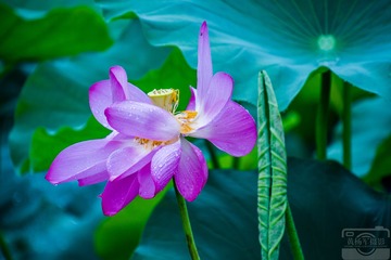 _DSC8648