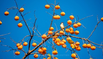 _HYJ9788