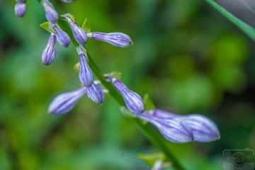 _DSC9817