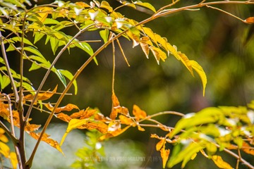 _HYJ9028