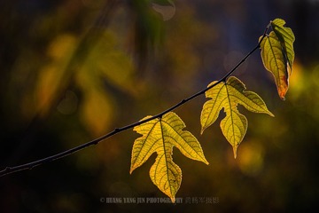_HYJ1801
