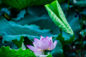 _DSC7709