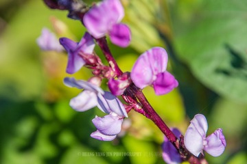 _DSC7916