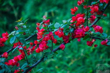 _DSC4441