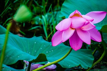 _DSC70121