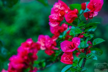 _DSC4795