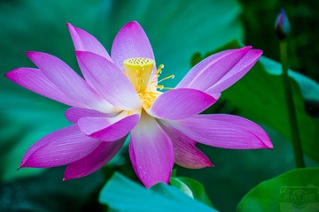 _DSC7001
