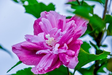_DSC6223