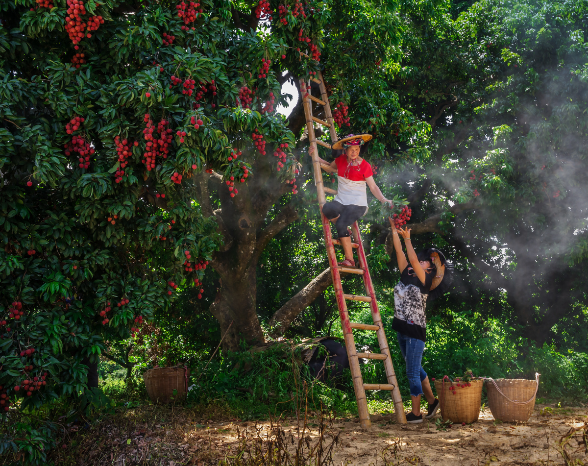 东莞市茶山镇南社古村.村民在自家荔枝园采摘荔枝.