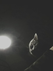 547