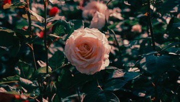 105046