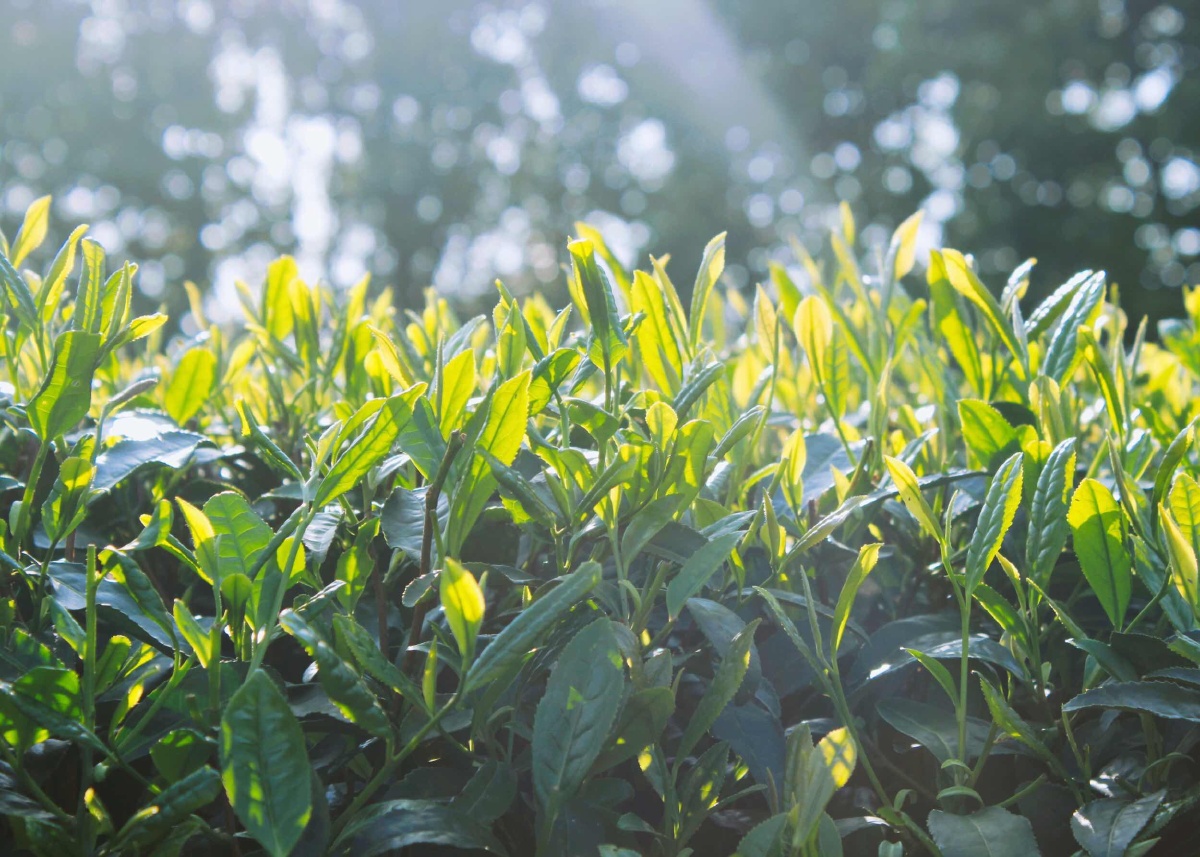 遂昌红星坪村采茶