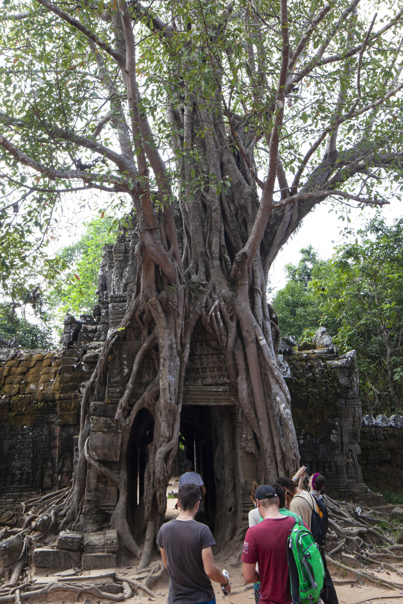 古树抱门奇观,吴哥塔逊寺