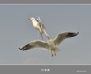 _DSC8480