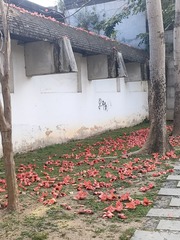 1000051274