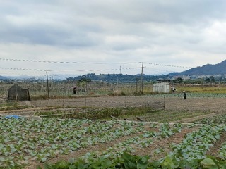 1000025252