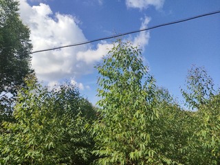 1000071650