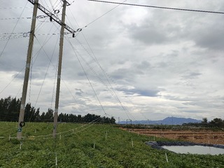 1000073977