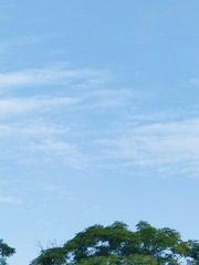 1000063568