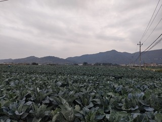 1000032247