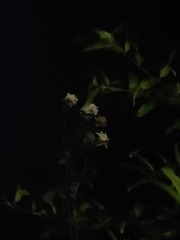 1000066620