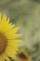1000051565