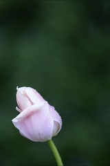 1000044430