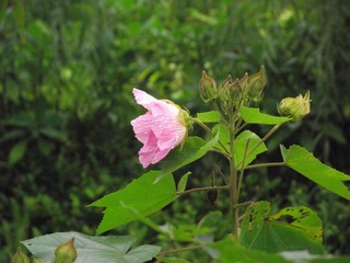 DSCF2578.jpg