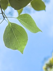 1000145050