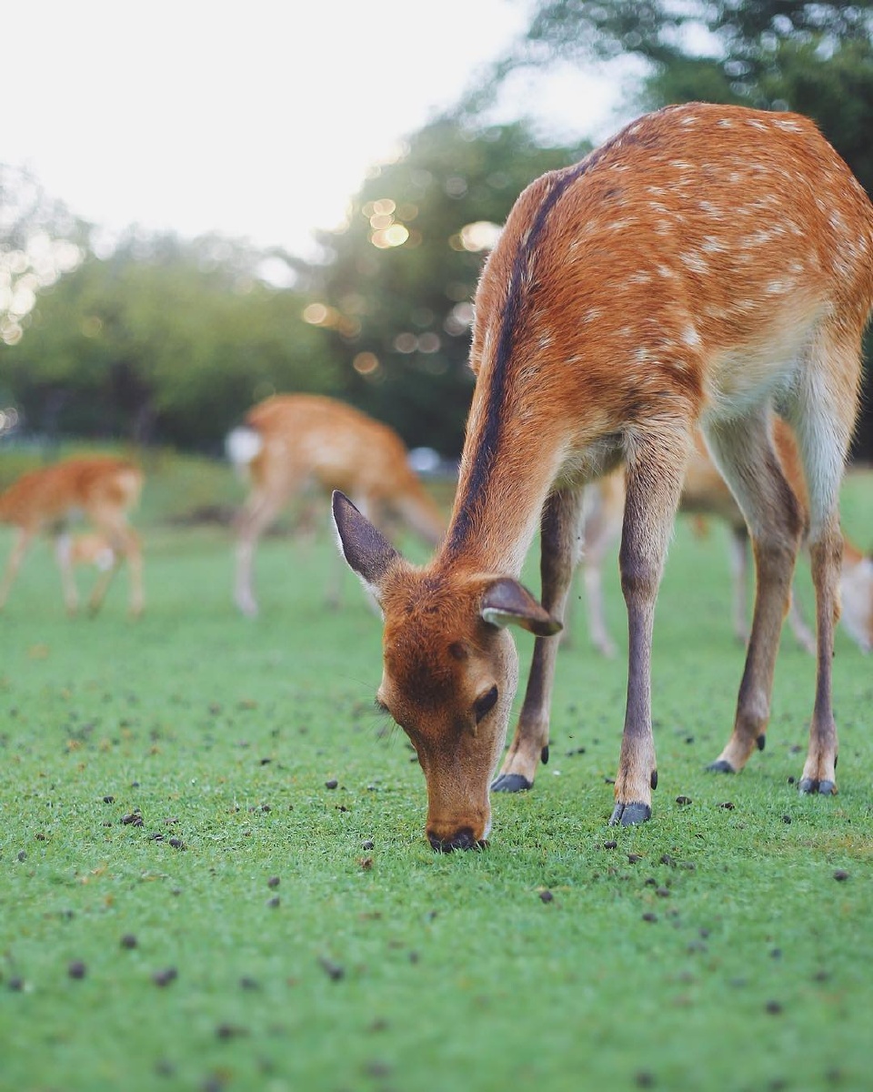 奈良鹿?