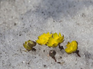 3716283