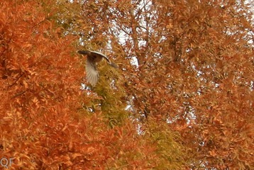 20121129-IMG_7516.jpg