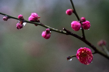 _DSF6516